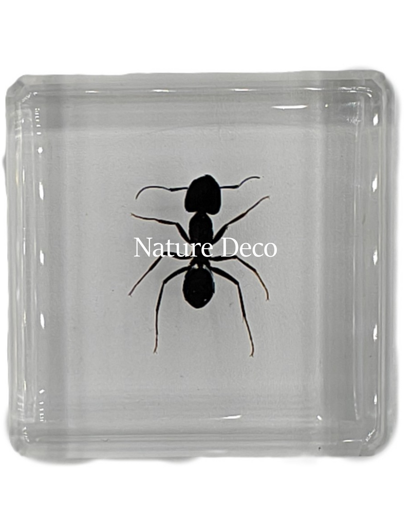 . Polyrhachis dives in resin ( ant ) 4 x 4 x 1 cm