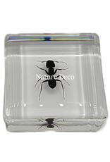 . Polyrhachis dives in hars ( mier ) 4 x 4 x 1 cm