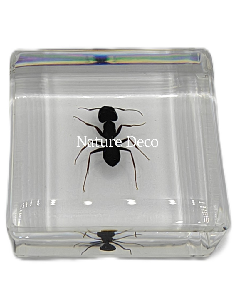 . Polyrhachis dives in resin ( ant ) 4 x 4 x 1 cm