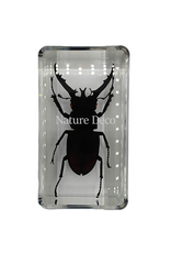 . Lucanus fortunei saunders ( beetle ) in resin  4 x 7,5 x 2 cm