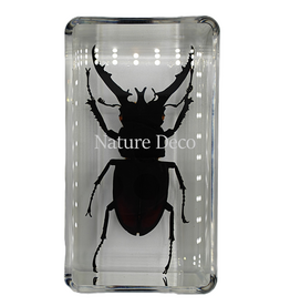. Lucanus fortunei saunders ( kever ) in hars
