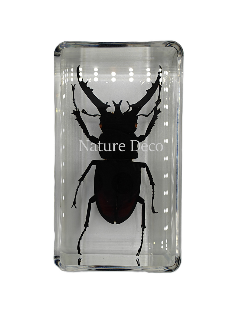 . Lucanus fortunei saunders ( kever ) in hars 4 x 7,5 x 2 cm