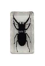 . Lucanus fortunei saunders ( kever ) in hars 4 x 7,5 x 2 cm