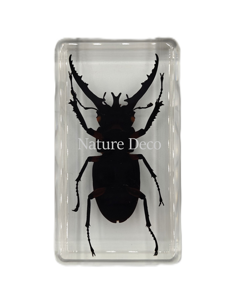 . Lucanus fortunei saunders ( kever ) in hars 4 x 7,5 x 2 cm
