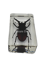 . Lucanus fortunei saunders ( beetle ) in resin  4 x 7,5 x 2 cm