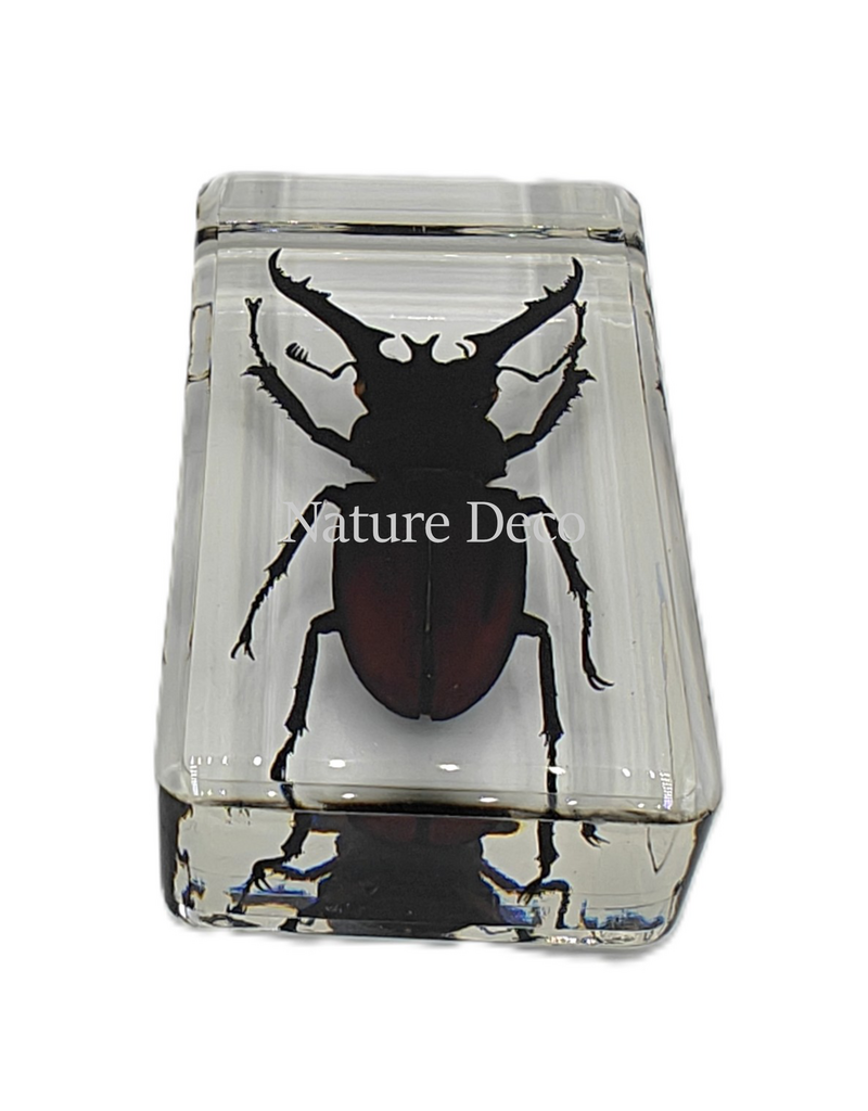 . Lucanus fortunei saunders ( beetle ) in resin  4 x 7,5 x 2 cm