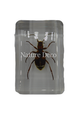. Pheropsophus occipitalis ( beetle ) in resin