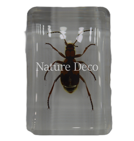 . Pheropsophus occipitalis ( kever ) in hars