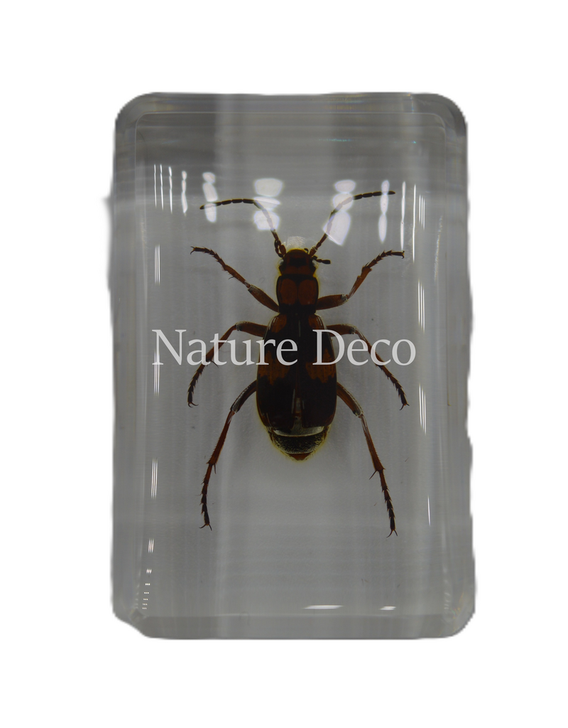 . Pheropsophus occipitalis ( kever ) in hars