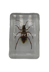 . Pheropsophus occipitalis ( kever ) in hars