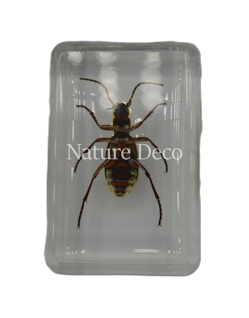 . Pheropsophus occipitalis ( beetle ) in resin