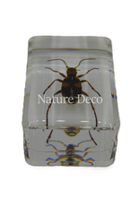 . Pheropsophus occipitalis ( kever ) in hars