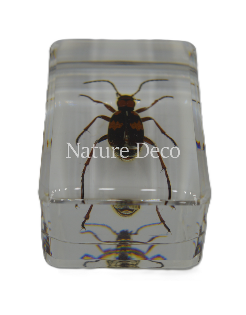 . Pheropsophus occipitalis ( beetle ) in resin