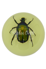 . Chafer beetle in resin dome  "glow in the dark"