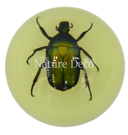 . Chafer beetle in resin dome glow