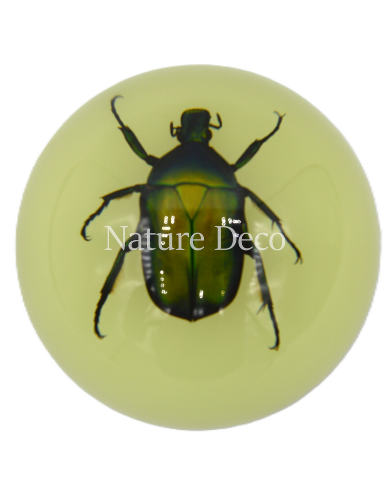 . Chafer tor in hars dome "glow in the dark"