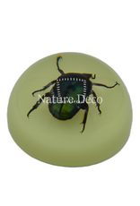 . Chafer beetle in resin dome  "glow in the dark"