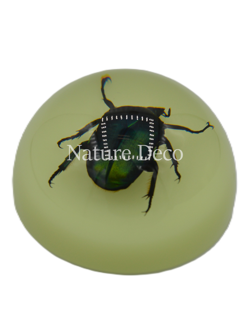 . Chafer beetle in resin dome  "glow in the dark"