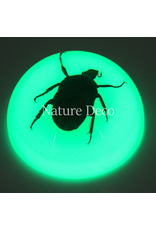 . Chafer tor in hars dome "glow in the dark"