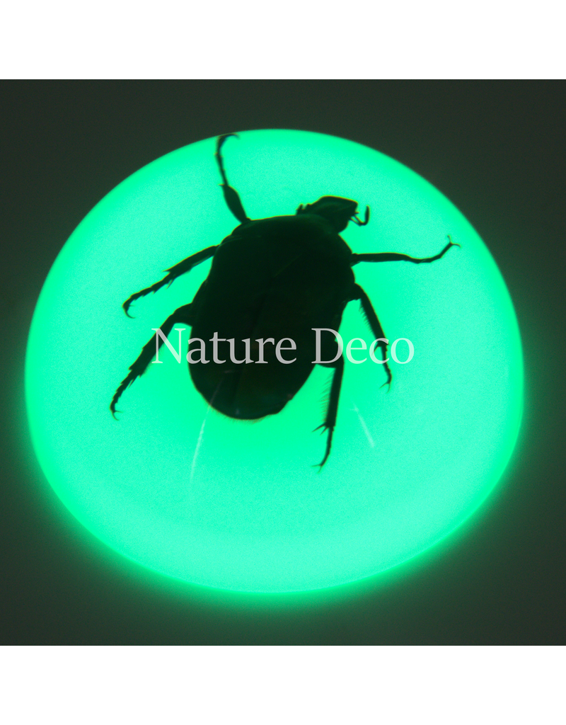 . Chafer tor in hars dome "glow in the dark"