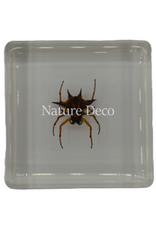 . Spiny spider  in resin 4 x 4 x 1 cm