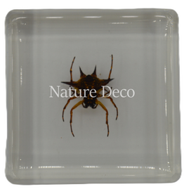 . Spiny spider  in resin