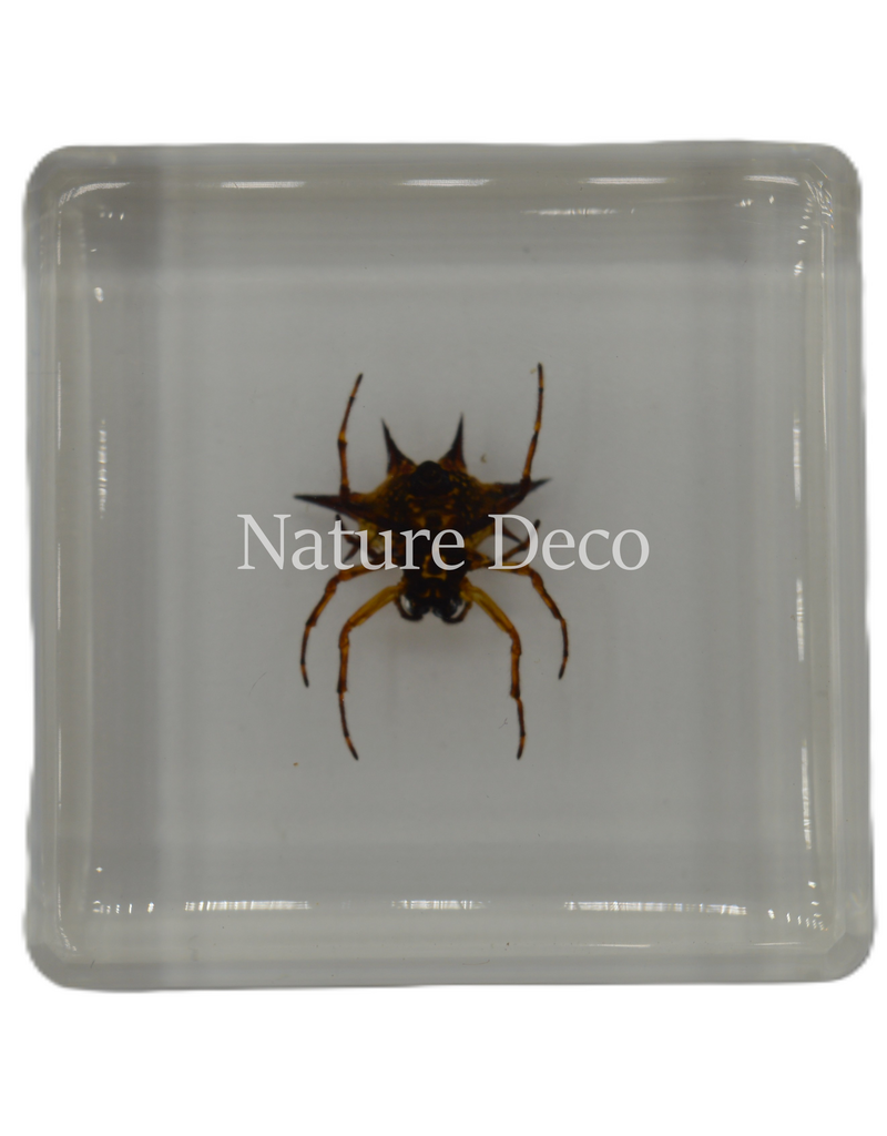 . Spiny spider  in resin 4 x 4 x 1 cm