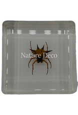 . Spiny spider  in resin 4 x 4 x 1 cm