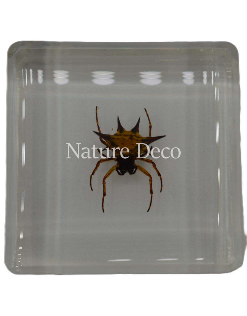 . Spiny spider  in resin 4 x 4 x 1 cm
