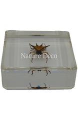 . Spiny spider  in resin 4 x 4 x 1 cm