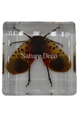 . Spotted lanternfly ( Lycorma delicatula ) in resin