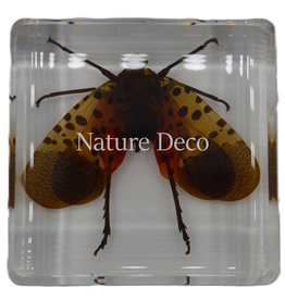 . Spotted lanternfly in resin