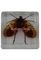 . Spotted lanternfly ( Lycorma delicatula ) in resin