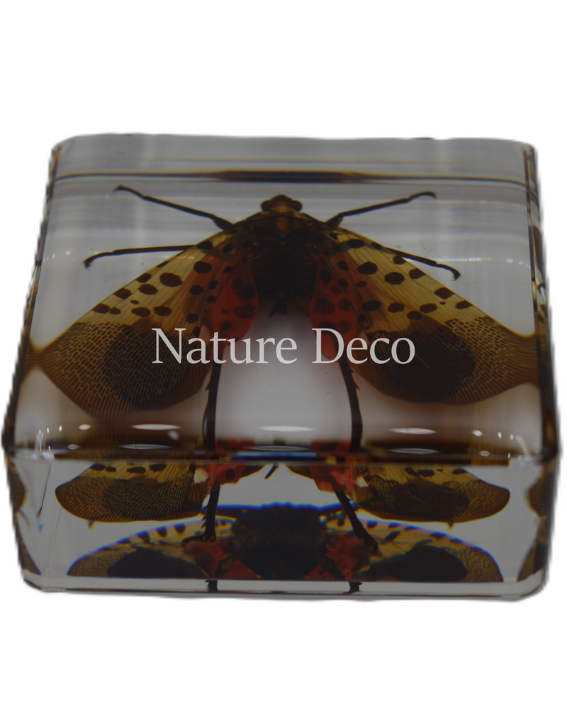 . Spotted lanternfly ( Lycorma delicatula ) in resin