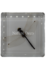 . Libelle in hars 6 x 6 x 1,5 cm