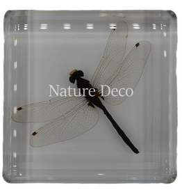 . Dragonfly in resin