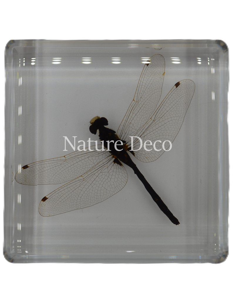 . Libelle in hars 6 x 6 x 1,5 cm