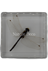 . Libelle in hars 6 x 6 x 1,5 cm