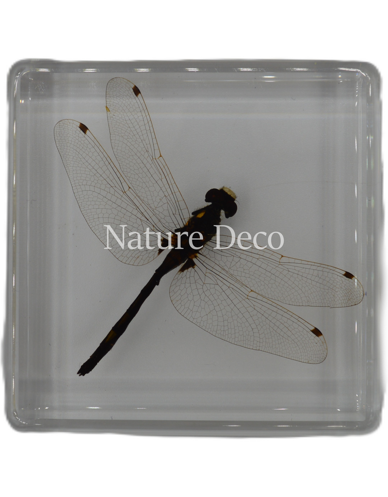 . Dragonfly in resin 6 x 6 x 1,5 cm
