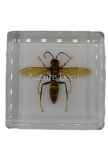 . Hornet in resin 5 x 5 x 1,5 cxm