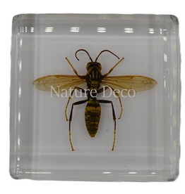 . Hornet in resin