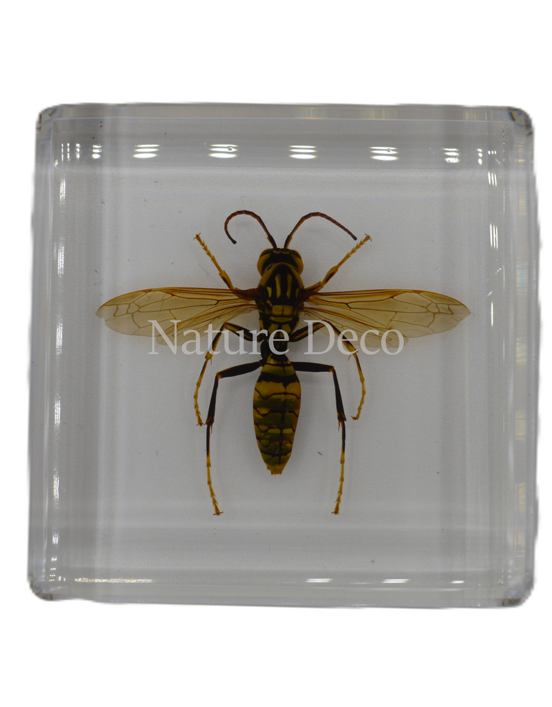 . Hornet in resin 5 x 5 x 1,5 cxm