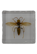 . Hornet in resin 5 x 5 x 1,5 cxm