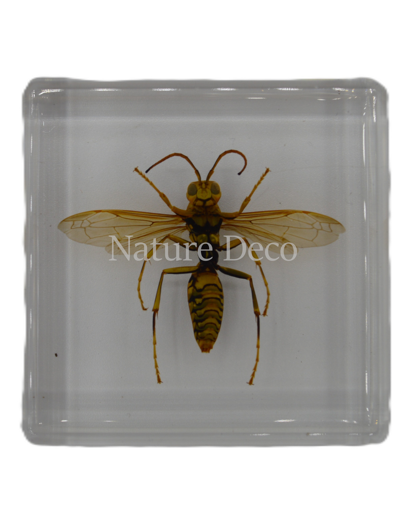 . Hornet in resin 5 x 5 x 1,5 cxm