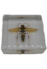 . Hornet in resin 5 x 5 x 1,5 cxm