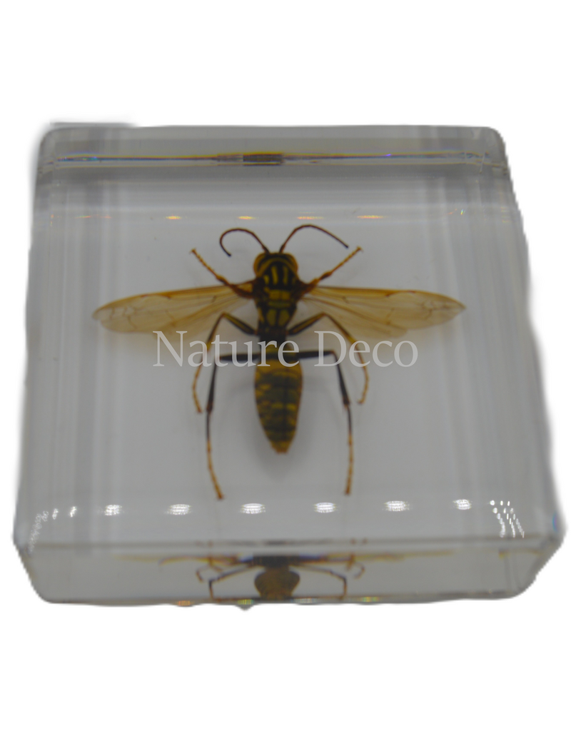 . Hornet in resin 5 x 5 x 1,5 cxm
