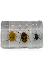 . Leaf beetle set of 3 in resin