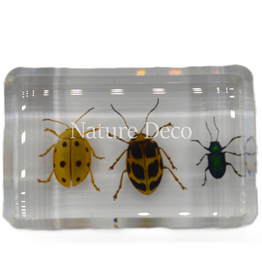 . Leaf beetle set of 3 in resin