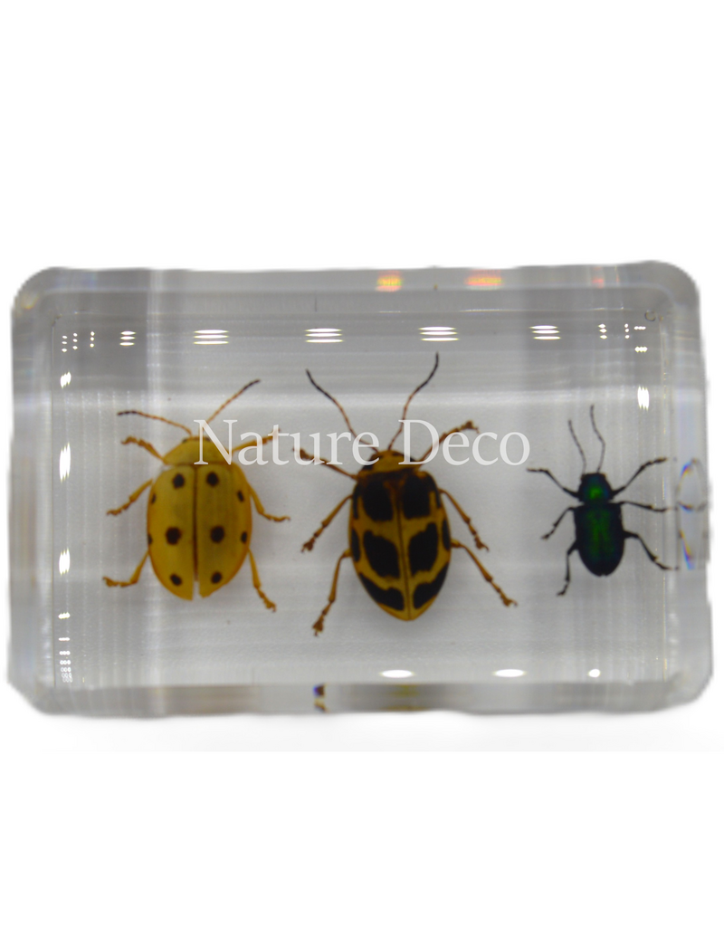 . Leaf beetle set of 3 in resin
