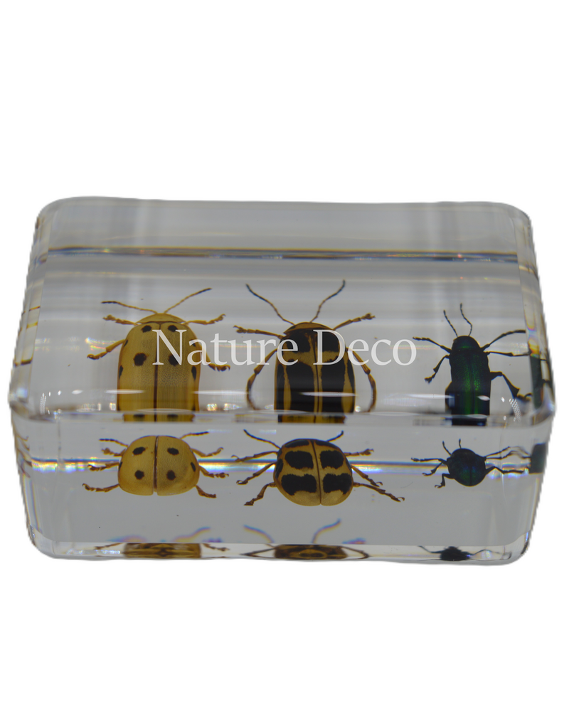 . Leaf beetle set of 3 in resin